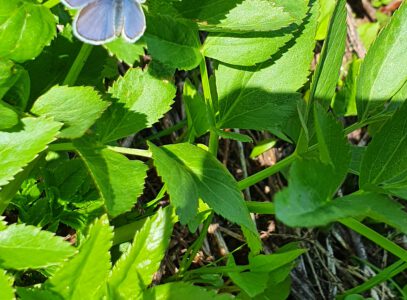 Geschützt: Butterfly