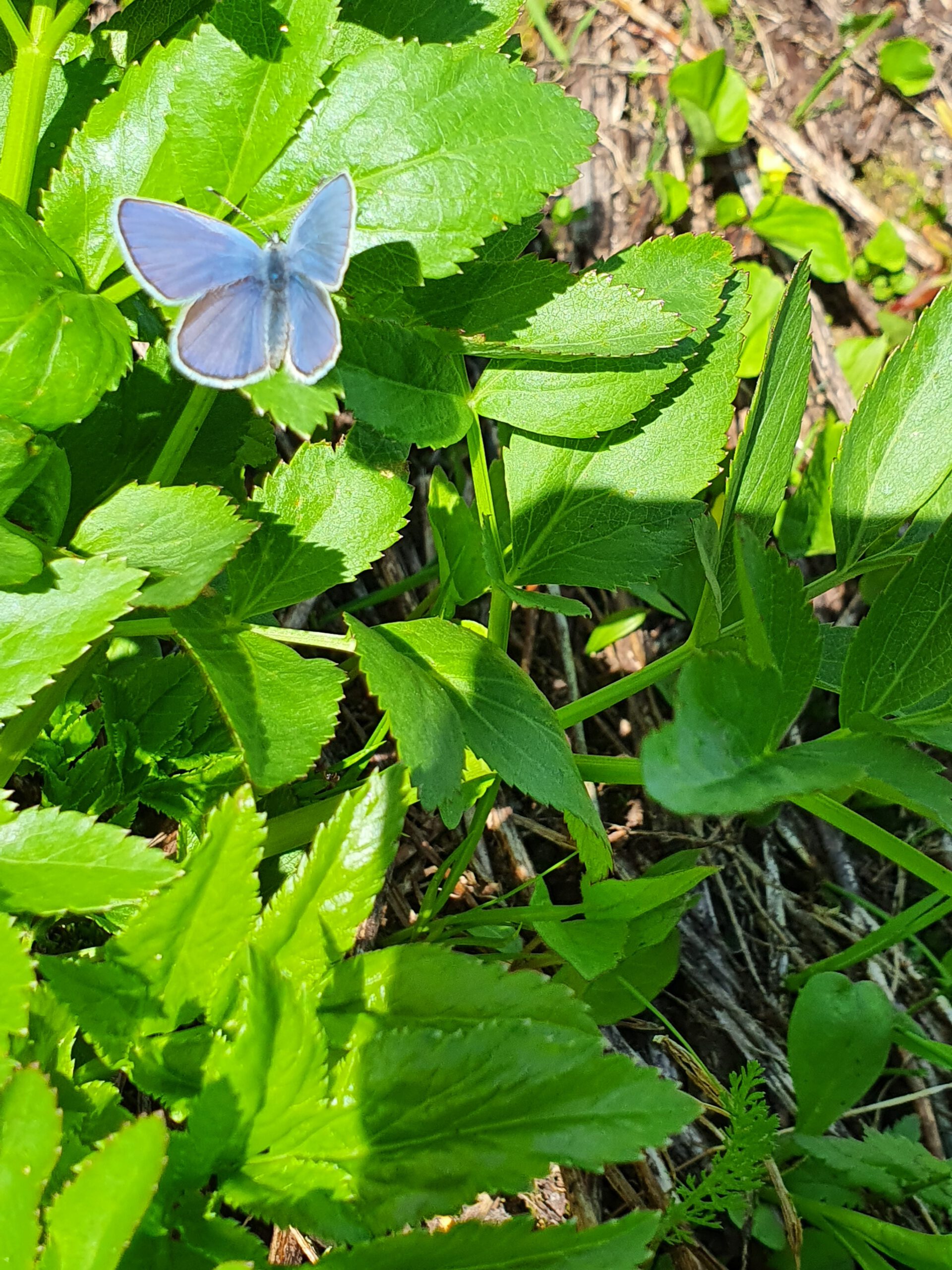 Geschützt: Butterfly